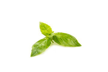 Basil isolated on white background. Fresh organic basil leaves isolated on white background. Spices. Vegan.