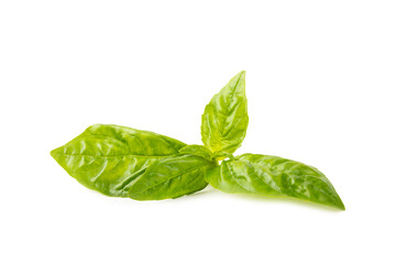 Basil isolated on white background. Fresh organic basil leaves isolated on white background. Spices. Vegan.