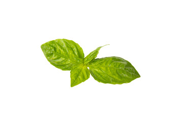 Basil isolated on white background. Fresh organic basil leaves isolated on white background. Spices. Vegan.