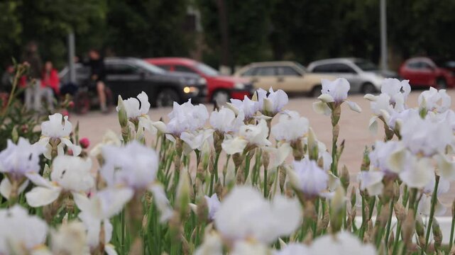 White irises with a lilac tint sway in the wind against the backdrop of cars and pedestrians.   Street of a small town.   B roll