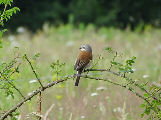 Red-backed shrike bird in Romania. Lanius collurio