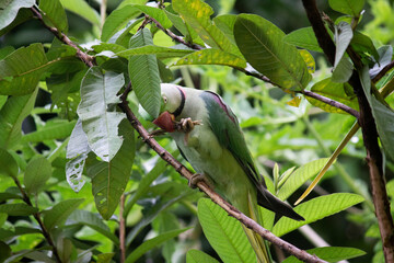Indian Parrot Sitting on a Lush Green Guava Tree, Eating fruits. Camouflage with the tree.