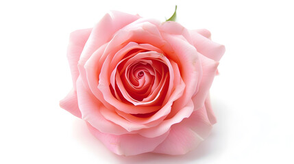 Fototapeta premium closeup top view of pink rose timeless symbol of love and affection vibrant color and detailed beautiful blooming blossom isolated on white background selective focus and in vertical o : Generative AI
