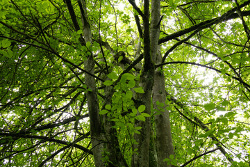 Lebendiger Wald: Ruhe und Harmonie