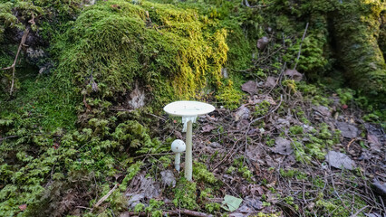 Poisonous Mushroom - Amanita Destroying Angel