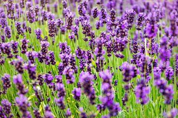 Summy summer purple lavender field	