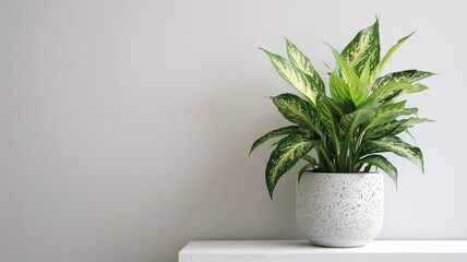 Potted plant with variegated leaves on white shelf against grey wall
