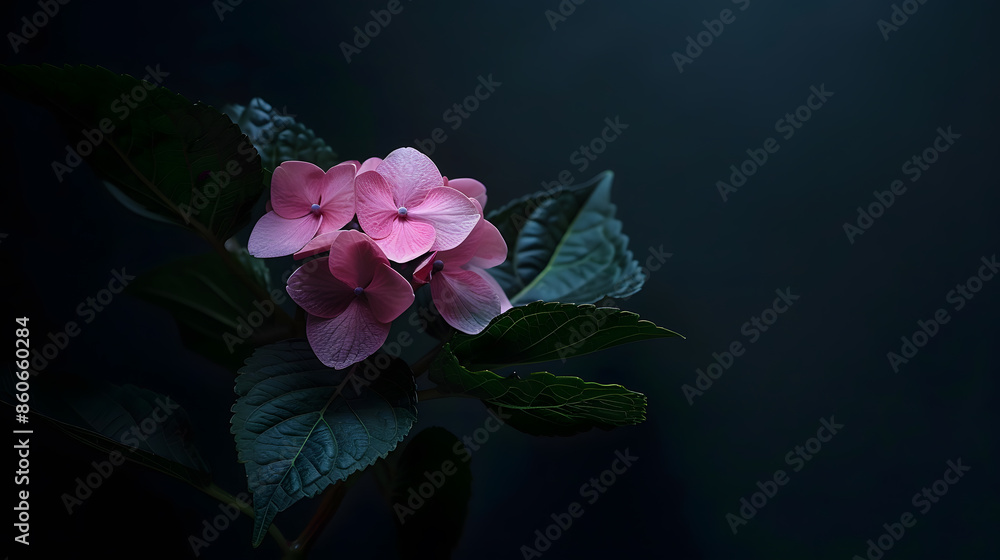 Poster hydrangea flower on a dark background closeup soft selective focus delicate floral background banner