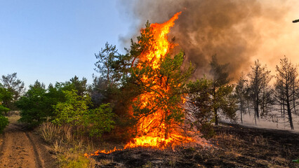 Forest fire, heavy smoke. Natural disaster