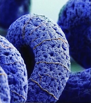 Spirulina: a source of vitamins and minerals for improved health and energy
