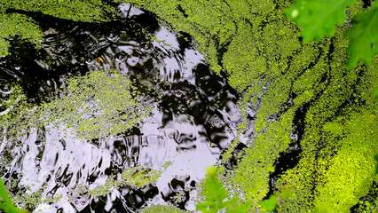 Green duck weed vegetation floating on surface of reflective pond water, top down view