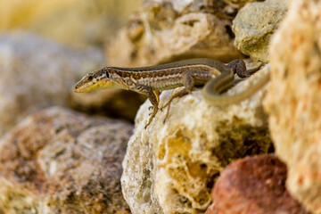 wild lizard on the rock