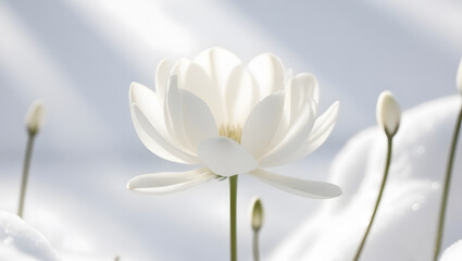 Obraz premium White crocus flower and white magnolia flower in snow.