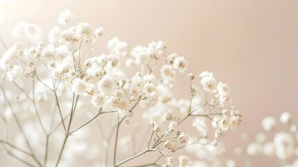 Soft focus blur White gypsophila flower on blur beige gray horizontal long background : Generative AI