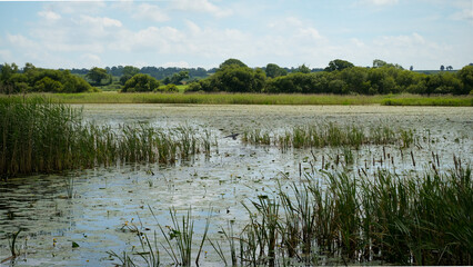 Scenic view overlooking lake full of lilies, grasses and reeds in the wetland environment of Somerset Levels in England UK