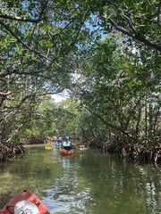 Obraz premium kayak in the mangroves