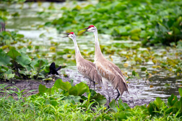 Sandhill Crane on Upper Crooked Lake, MI
