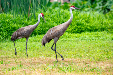 Fototapeta premium Sandhill Crane on Upper Crooked Lake, MI