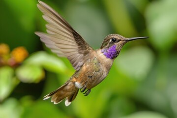 Fototapeta premium A Brown Violetear Hummingbird with its violet ear patch and brown body hovering near a blossom 