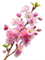 Naklejka premium Blooming pink cherry blossoms against a white background for your design. 