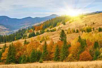 Beautiful autumn in the mountain forest.