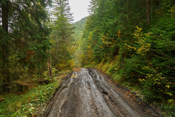 dirt road leading through an autumn forrest. Fall in the woods, colorful trees and a muddy road.