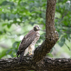 Red-shouldered hawk