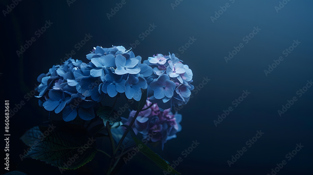 Poster hydrangea flower on a dark background closeup soft selective focus delicate floral background banner