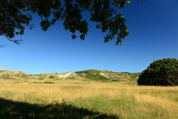 Les Mielle, Sand dunes, Jersey, U.K. Nature reserve in the Summer.