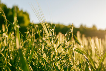 Oat field under the evening sun. Oats. begins to ripen