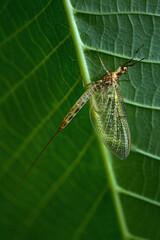 Insect Macro Green Leaf Forest