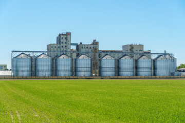 Fototapeta premium silver silos on agro manufacturing plant for processing drying cleaning and storage of agricultural products, flour, cereals and grain. Large iron barrels of grain. Granary elevator