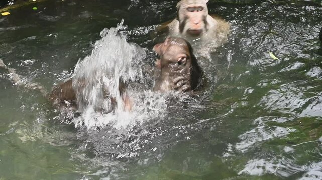 Macaque monkeys playing in water in Bali, Indonesia