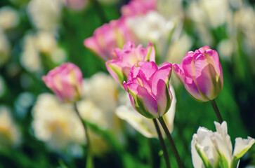 Red and white tulip flowers