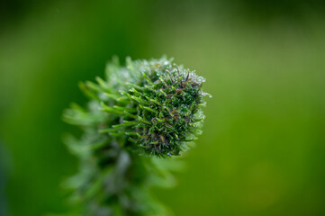 Garten, Pflanzen, Cannabis, Blüten, Schnecken, Tiere, Blumen