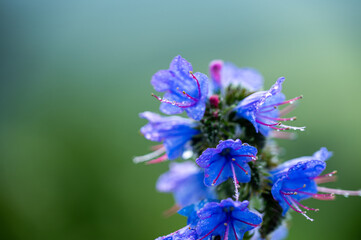 Garten, Pflanzen, Cannabis, Blüten, Schnecken, Tiere, Blumen