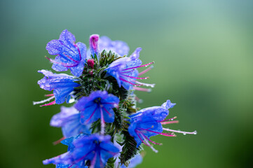 Garten, Pflanzen, Cannabis, Blüten, Schnecken, Tiere, Blumen