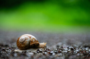 Garten, Pflanzen, Cannabis, Blüten, Schnecken, Tiere, Blumen