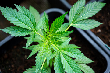 Garten, Pflanzen, Cannabis, Bl&uuml;ten, Schnecken, Tiere, Blumen