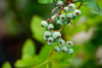 Garten, Pflanzen, Cannabis, Blüten, Schnecken, Tiere, Blumen