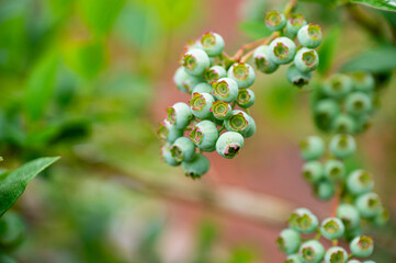 Garten, Pflanzen, Cannabis, Blüten, Schnecken, Tiere, Blumen