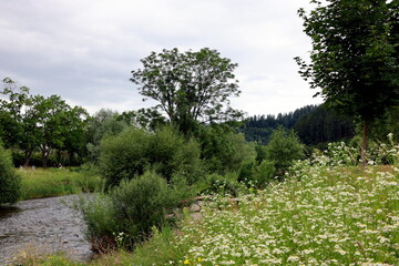Blühende Wiesen an der Dreisam in Freiburg nach einem regenreichen Frühjahr