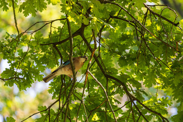 Common jay - Garrulus glandarius - a bird with blue feathers sits in the crown of a tree