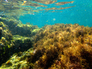 Vista subacquea del fondale marino con alghe e pesci.