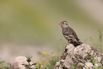 Rock Sparrow (Petronia petronia), small bird, living at high altitudes in Mediterranean Europe, Abruzzo, Italy.