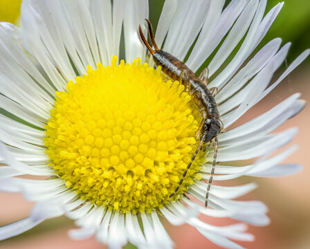 Ring-legged earwig captured inside wild flower cup