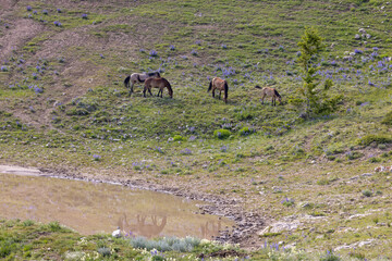 Wild Horses at a Waterhole in Summer in the Pryor Mountains Montana