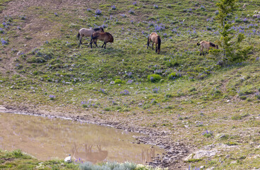 Wild Horses at a Waterhole in Summer in the Pryor Mountains Montana