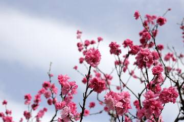 Japan cherry blossom, Branches of sakura flowers with blue sky