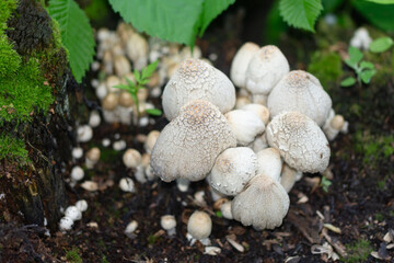 inedible mushrooms top view